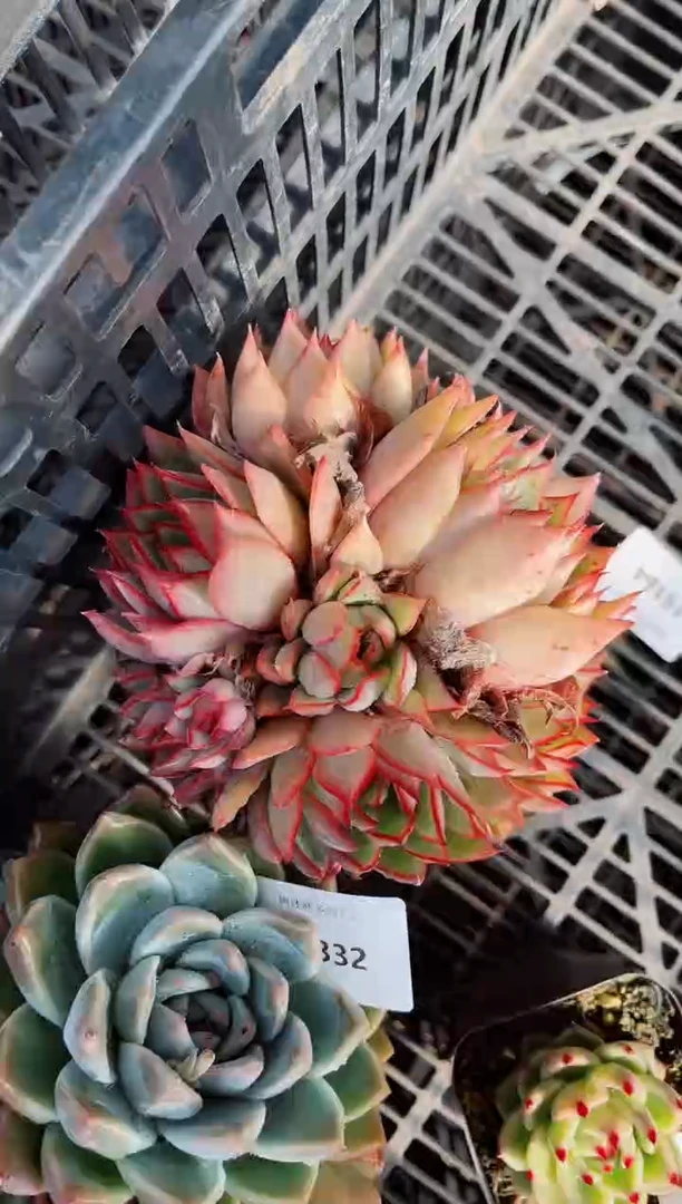 【闪购商品】21334