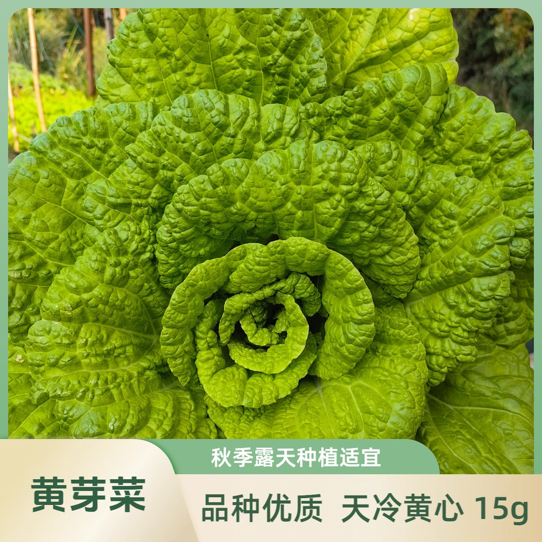 黄芽菜种子白菜黄芽14号黄芽菜种子黄心白菜种子秋季露天种植