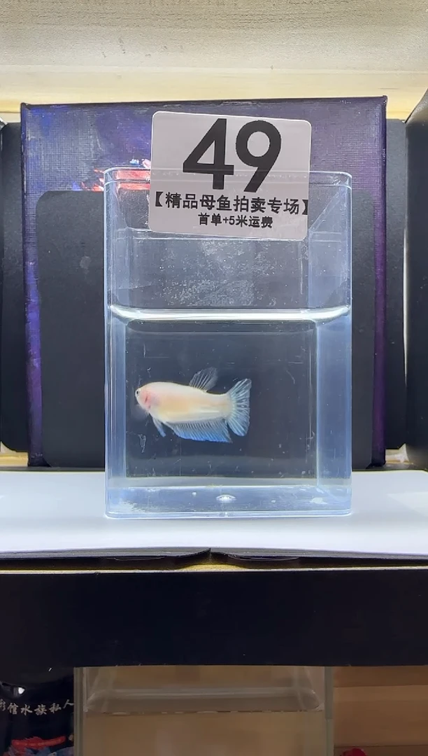 斗鱼母鱼编号：49