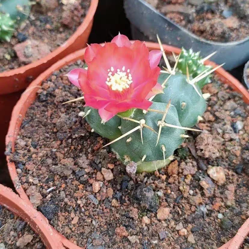 骑兵团扇多肉植物