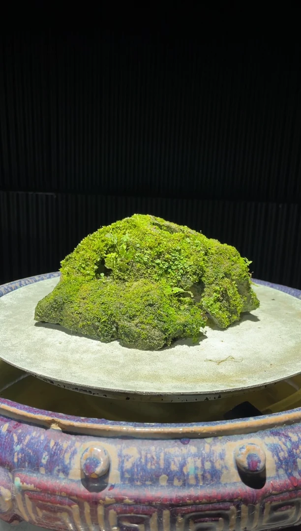 吴定石一物一拍专属