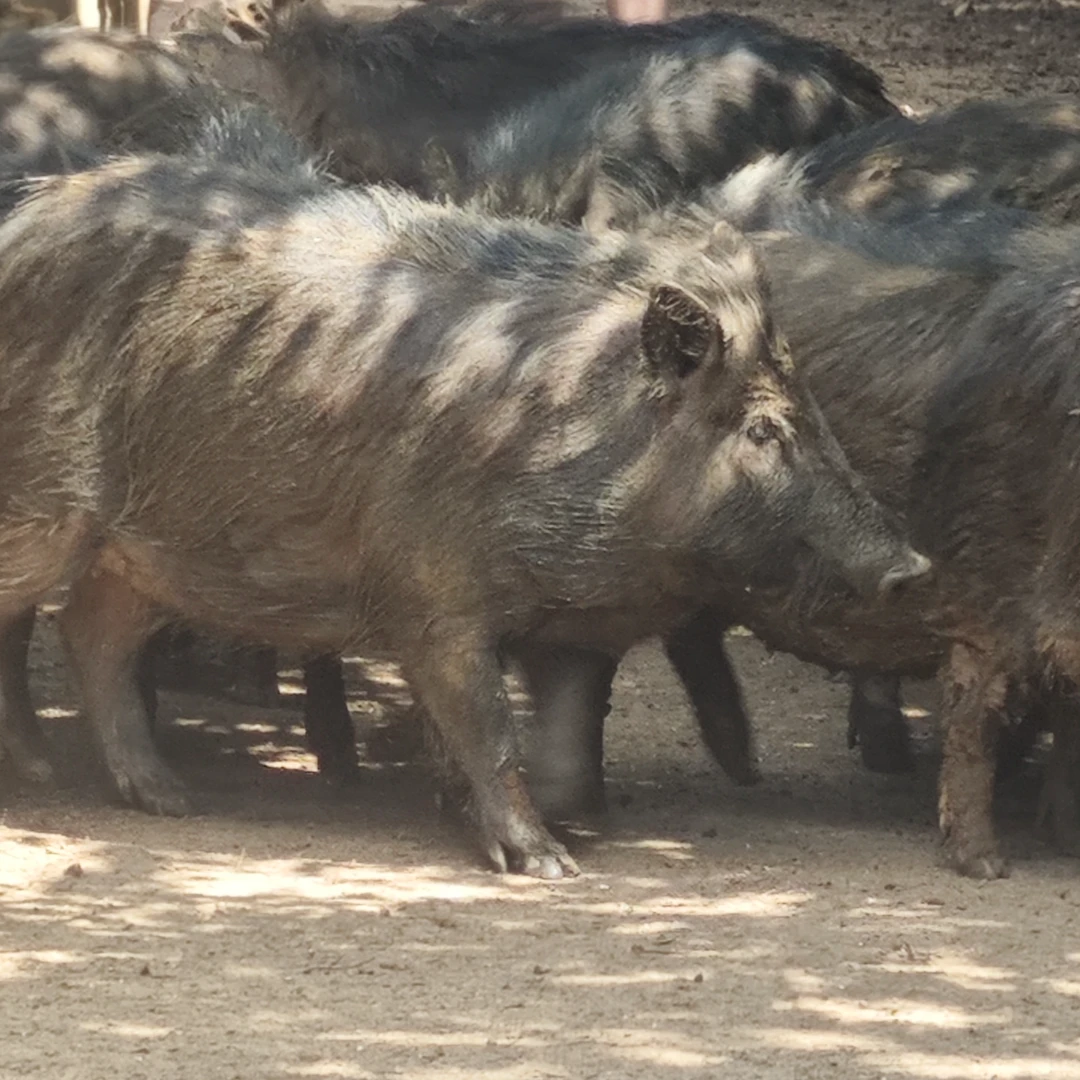 【 1号改价链接 】 山林纯散养藏香猪 直播间现场称重为准 顺丰包邮
