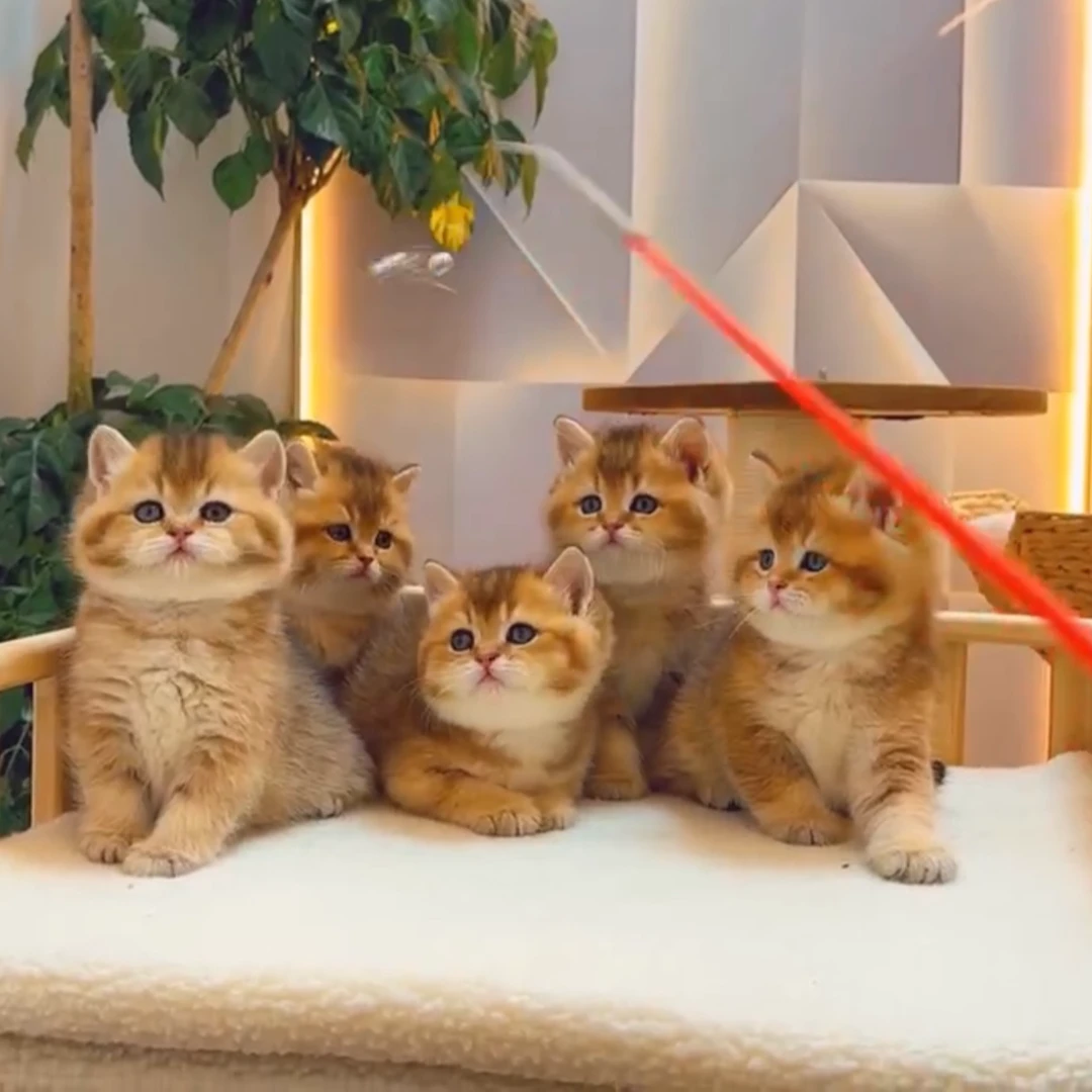 太子猫宫缅因渐层德文布偶东短可爱活体猫咪宠物猫