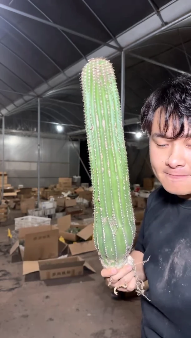 大单头 大凤龙【带根】