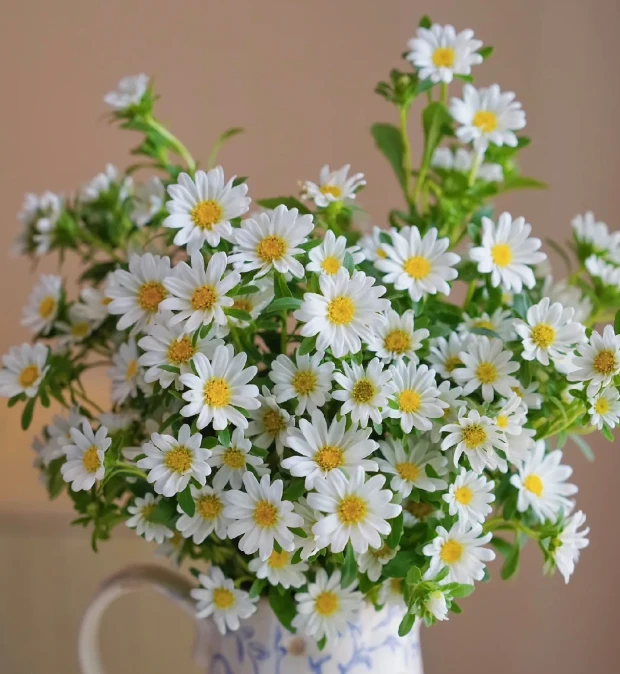 [小雨专属]迷你菊鲜花