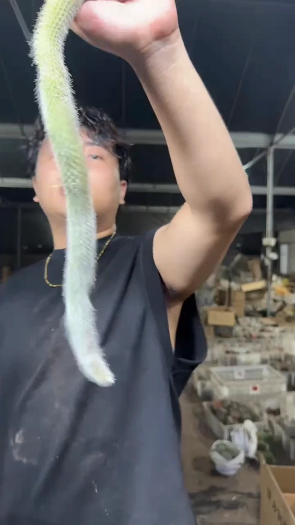 10颗 九尾狐【无根】13-20cm