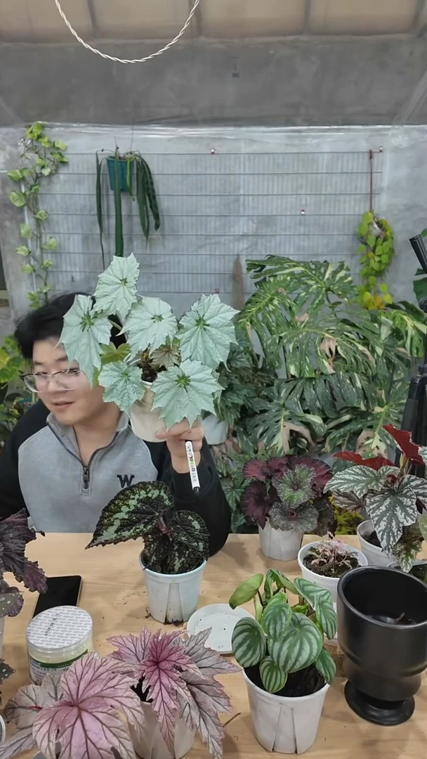 完全开放假日雪花88