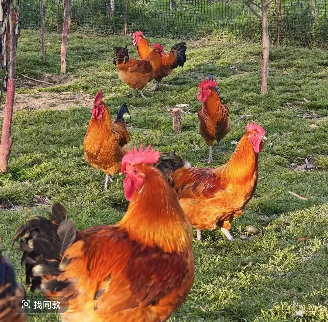 (鸣哥)农家土鸡子现称现宰现杀