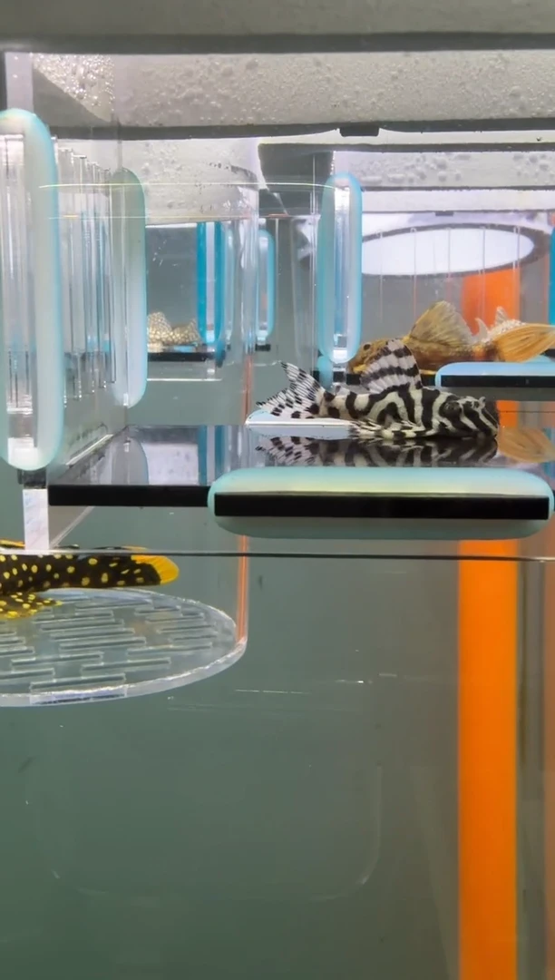 清道夫鱼126号333入缸不包损录制完整开箱视频4厘米