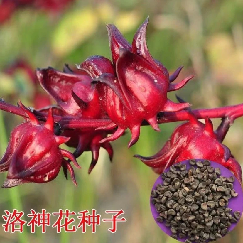 【洛神花种子】种籽红桃K种子食用庭院阳台花园室内外四季种子