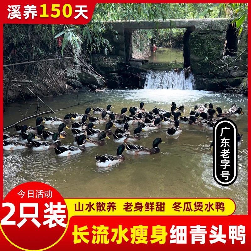 {2只滋补细青头鸭} 鲜杀现发 山泉水散养 焖炖鲜甜 生鲜包邮