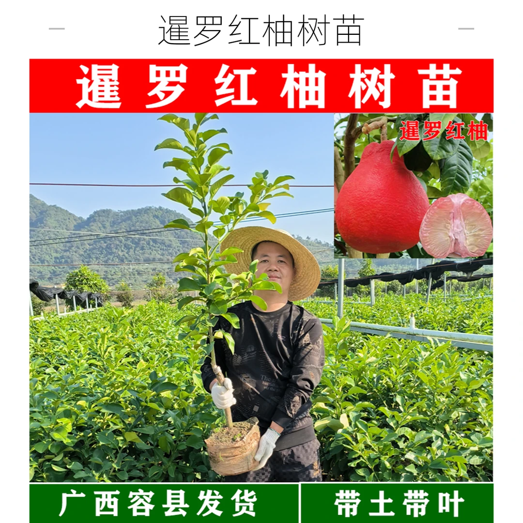 正宗暹罗红柚树苗香水红柚红宝石青柚越南青柚嫁接苗庭院盆栽树苗