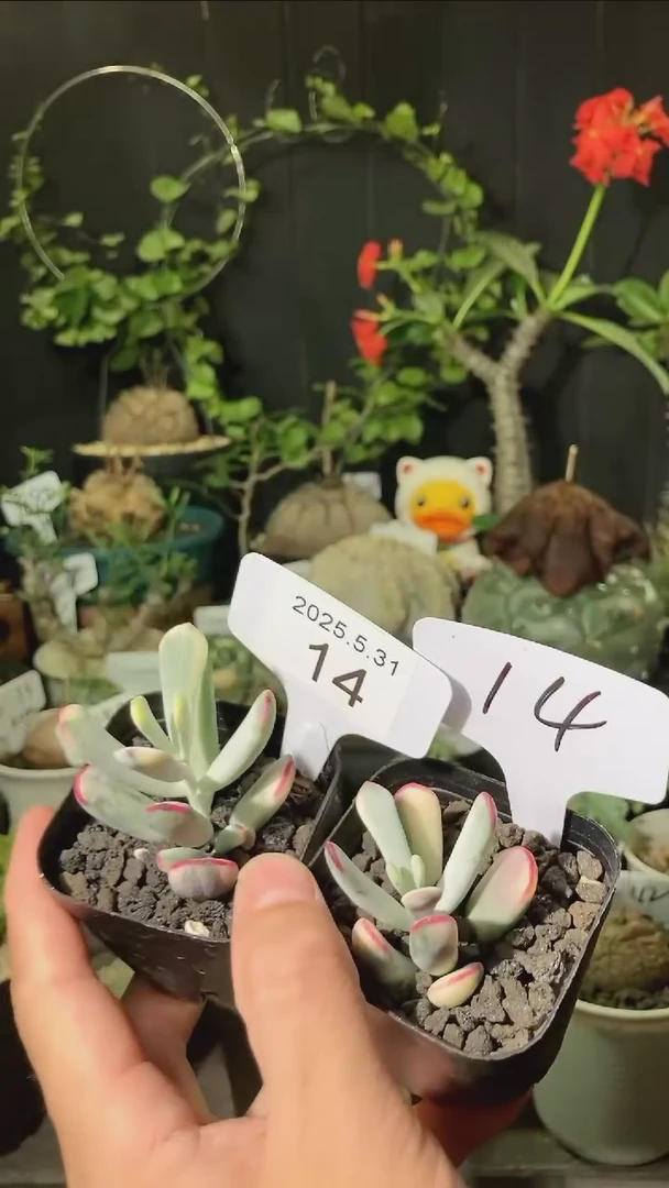 14号531福利棒叶福娘锦一组