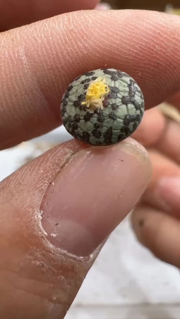 多肉植物肉锥脱土发29-271