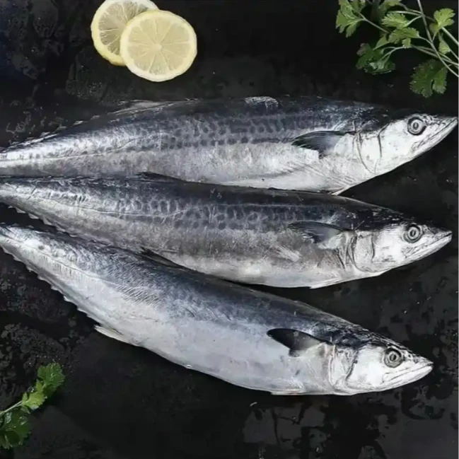 马鲛鱼不含冰到手3斤