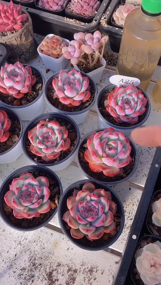 【闪购商品】A25-钻石卡罗拉（量拍）