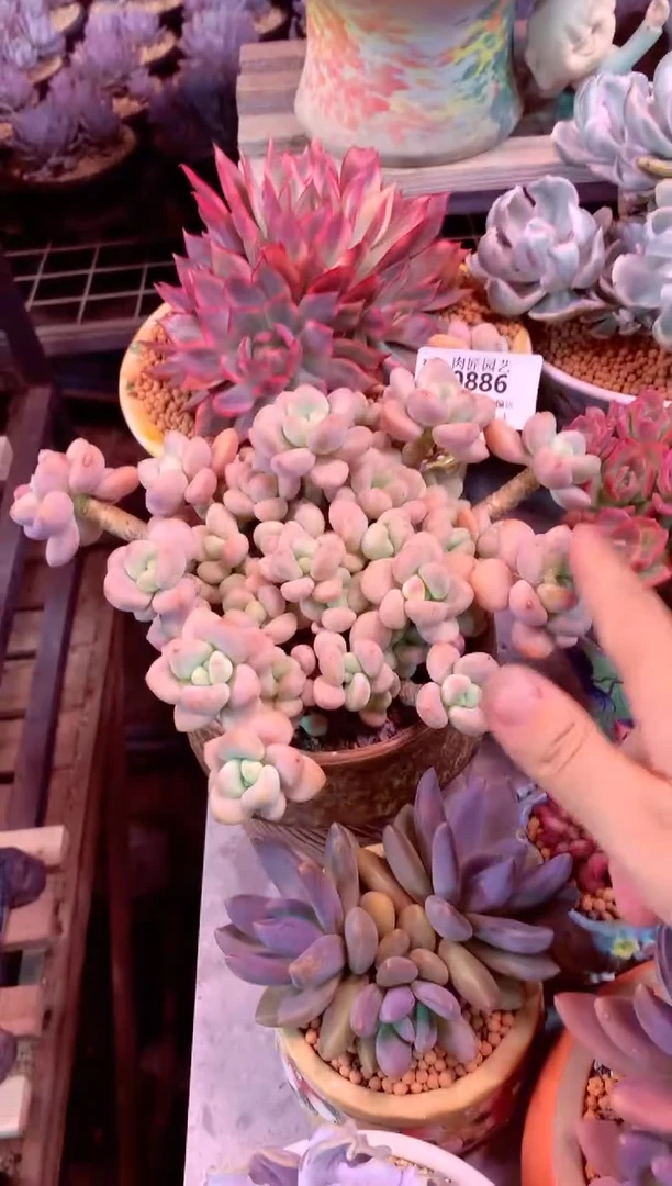 0886（满28发货包邮非偏远）