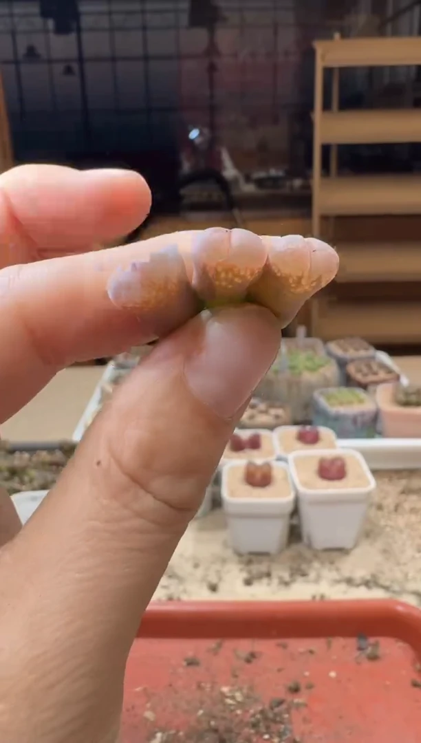20-271多肉植物肉锥