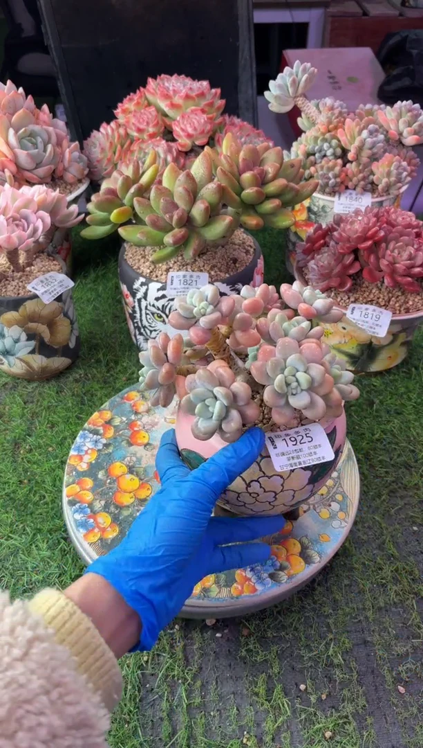 昆明印象多肉1925