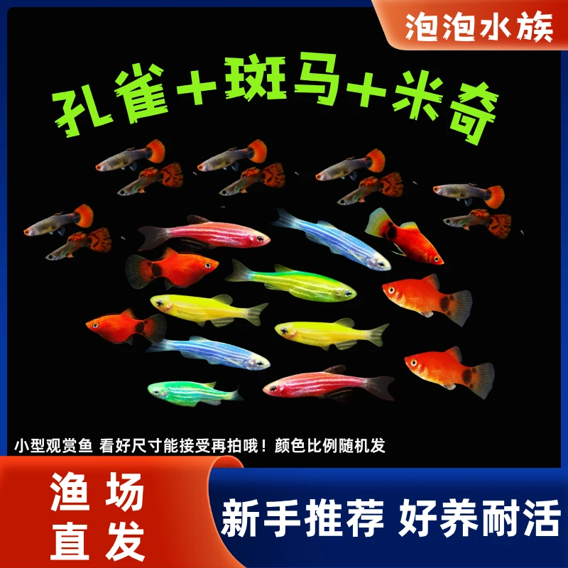 【斑马+孔雀+米奇】多彩斑马鱼小型热带淡水观赏鱼好养耐活适合新手
