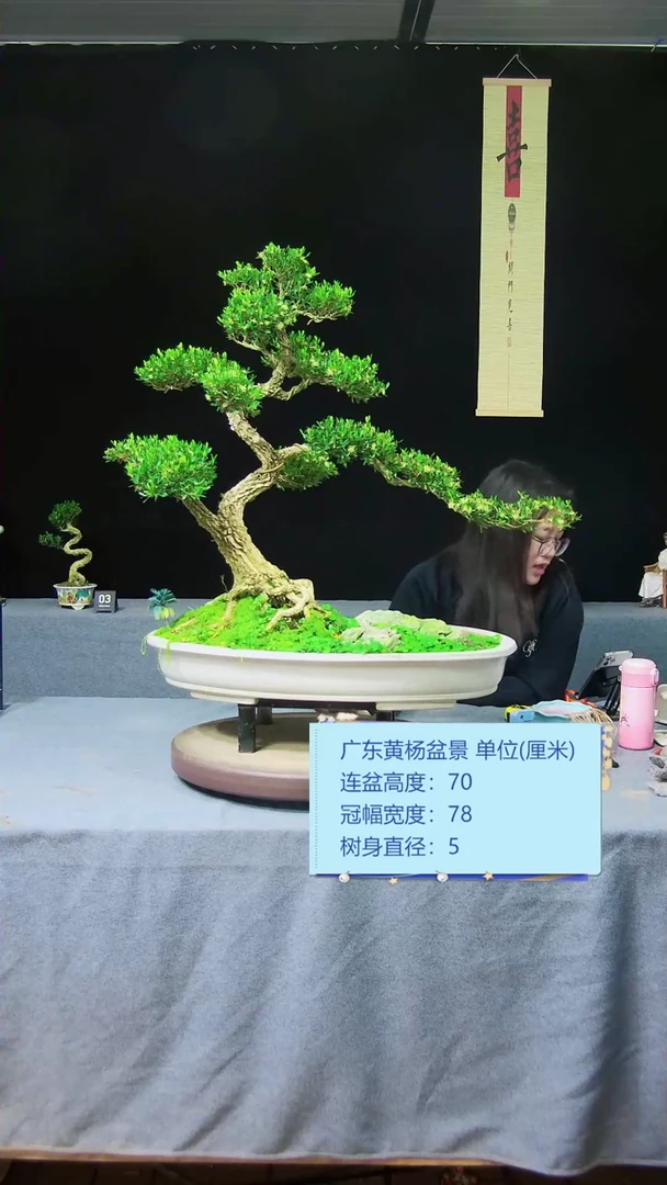 【闪购商品】黄杨盆景黄杨盆景