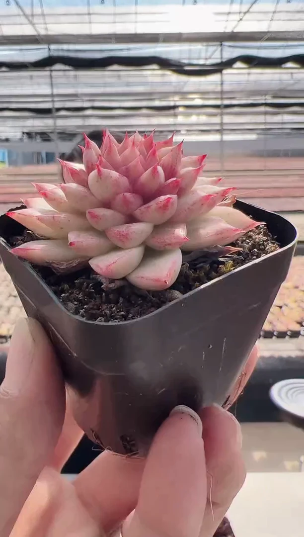 【闪购商品】新款多肉-3