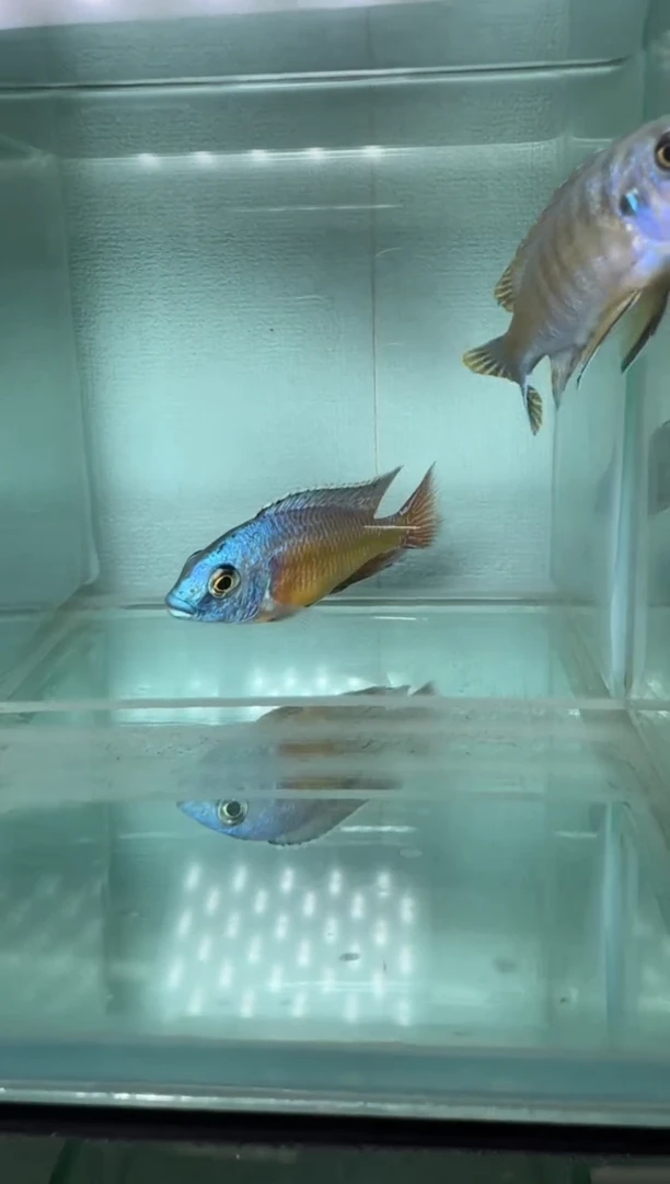 慈鲷鱼三湖慈鲷大红鹰