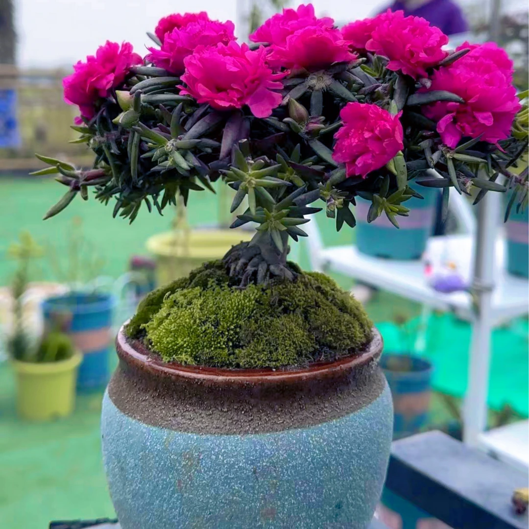 玫红王无根枝条多年生多年养可以养老桩