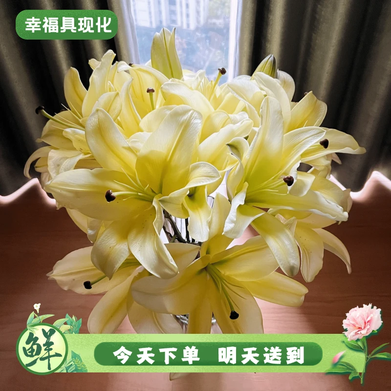 特价【次日达·黄天霸百合】鲜花香水百合黄天霸2头3支鲜切花生活鲜花·基地直发·批发·全场京东包邮次日达