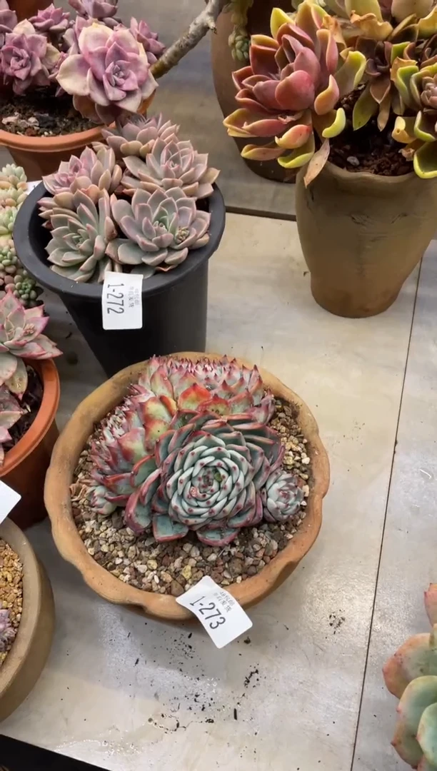 【闪购商品】1-273吉娃娃