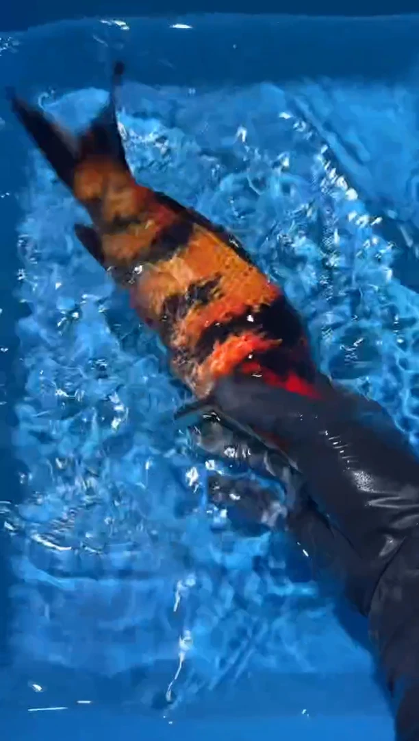 锦鲤点关注右下角竞拍链接出价