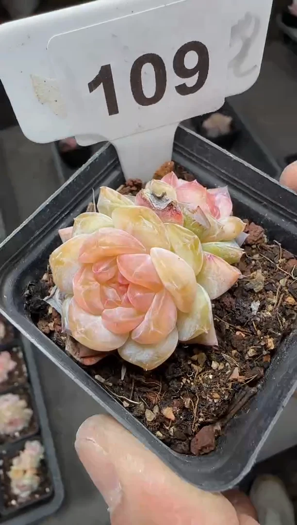 【闪购商品】一物一拍0213—109