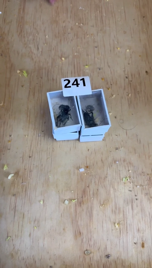 黑虫   六只     241