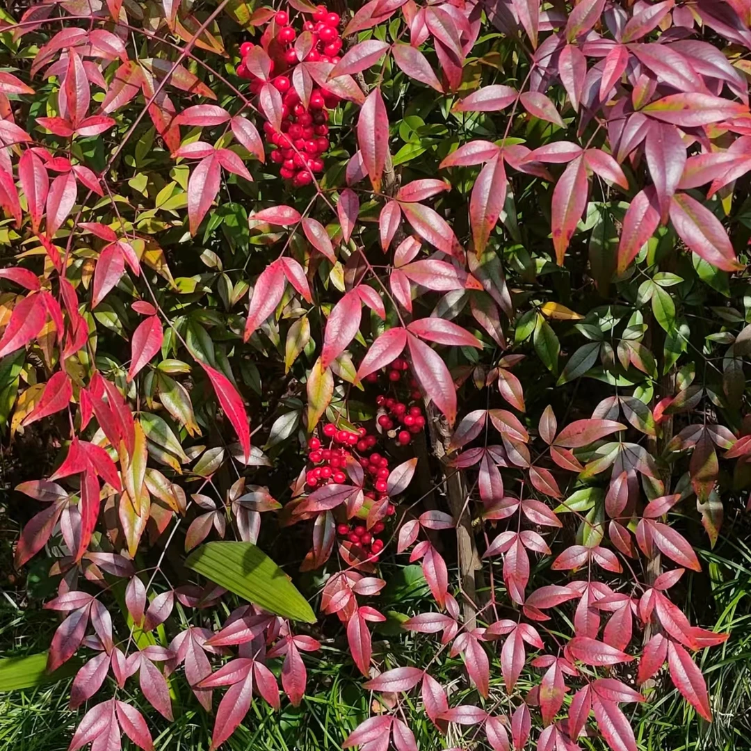 【地栽火焰南天竹】 （四盆包邮）庭院花园花境变色植物耐寒