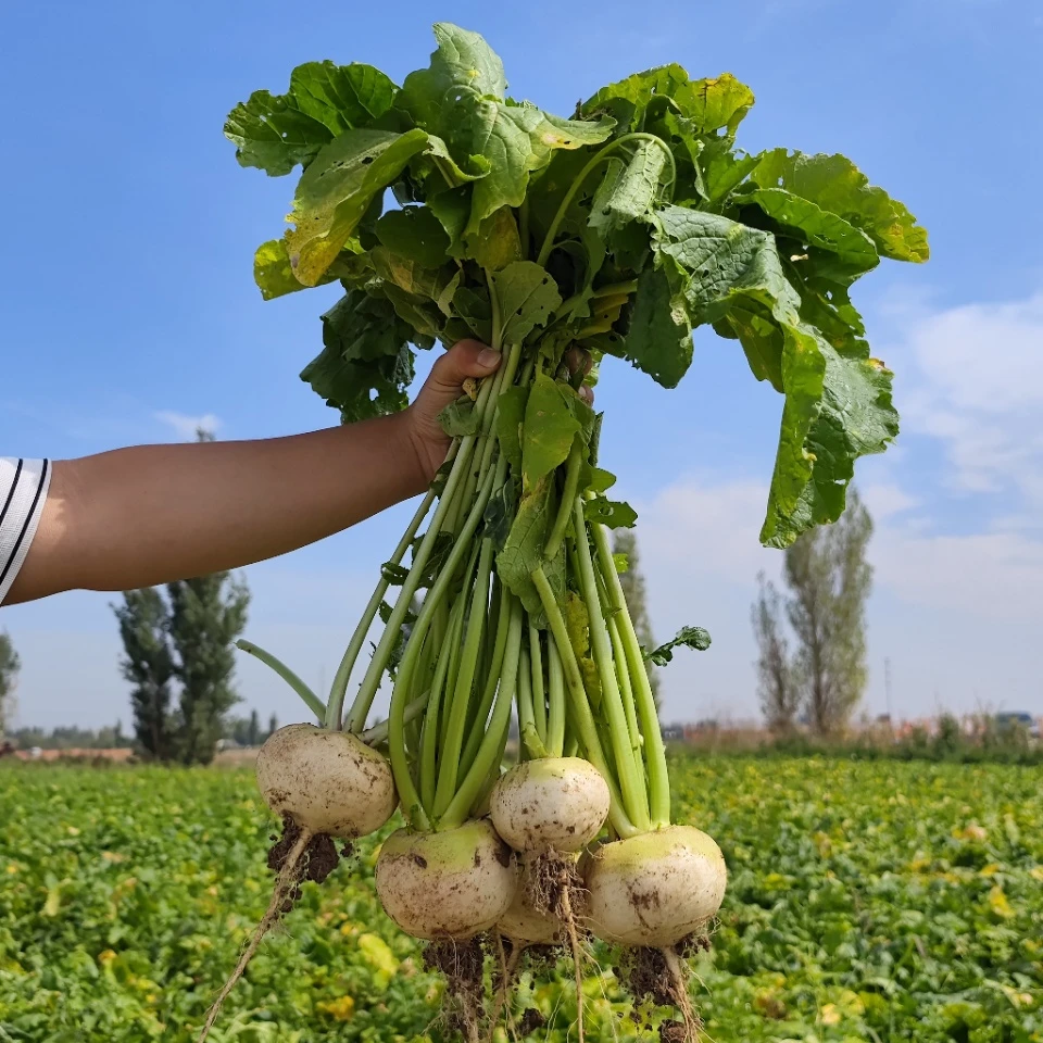 丝路骄子新疆碱性蔬菜恰玛古5斤/箱