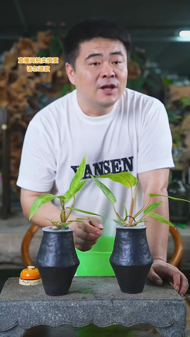 当前无花栽培后可以开花阳光蔓绿绒97T