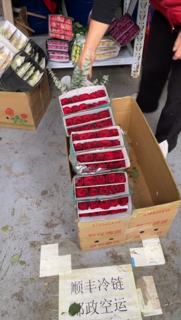 高原红60枝+尤加利