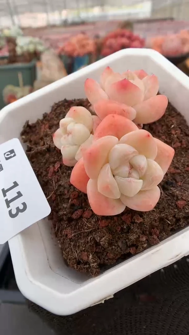 【闪购商品】113冰玉一物一拍