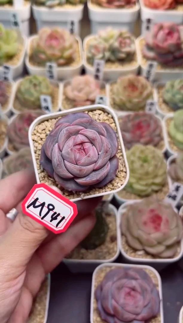 【闪购商品】M941芍药一物一拍