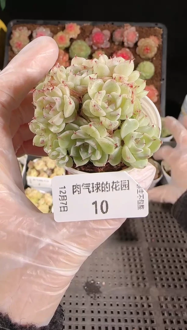 1207-10多肉群生不包整