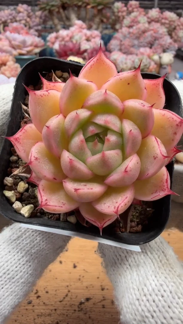 东云多肉园二店-152