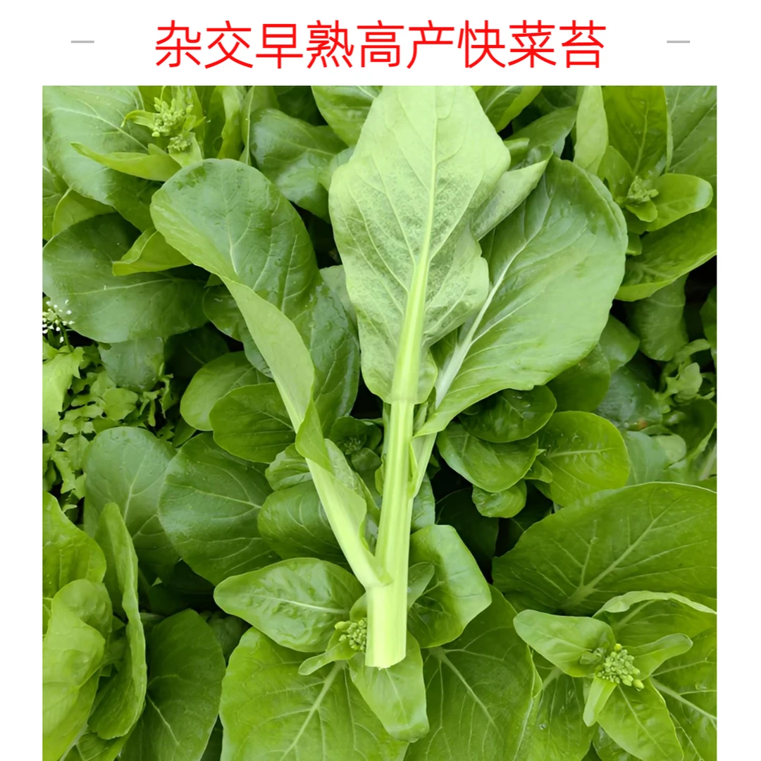 杂交早熟高产菜苔种子青菜种子四季农家蔬菜种子菜薹种籽阳台蔬菜