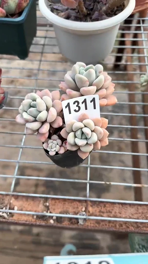 【闪购商品】1311花斑鹿