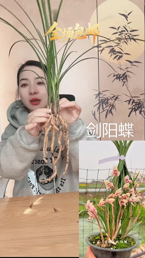 当前无花栽培后可以开花：剑阳蝶