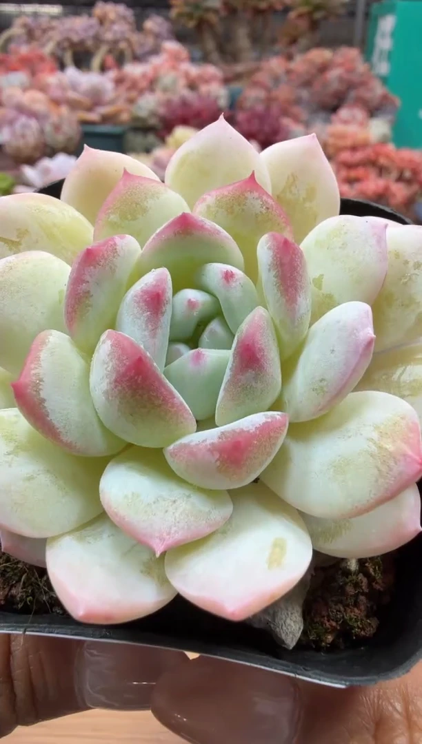 东云多肉园二店-24