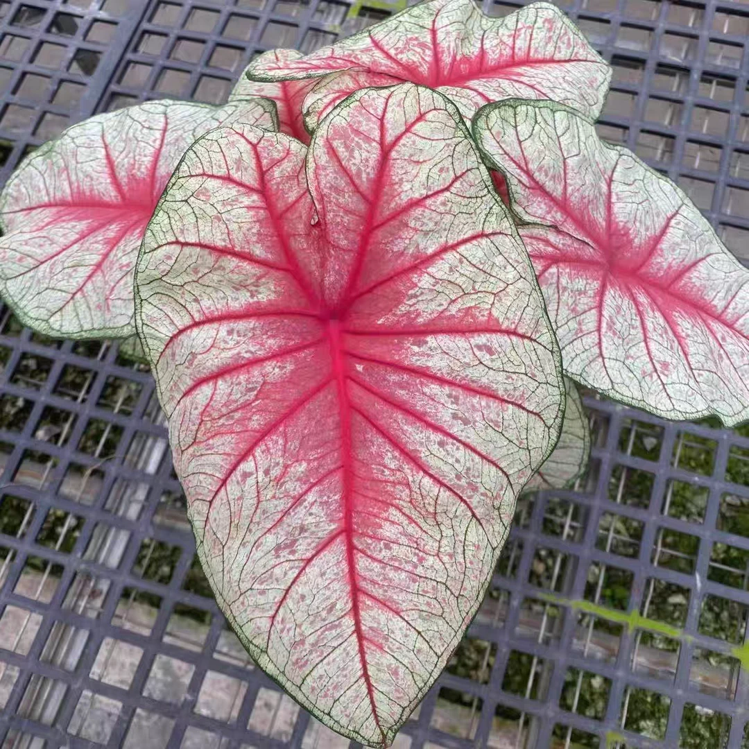 小型盆【辐射】彩叶芋室内好养绿植盆栽