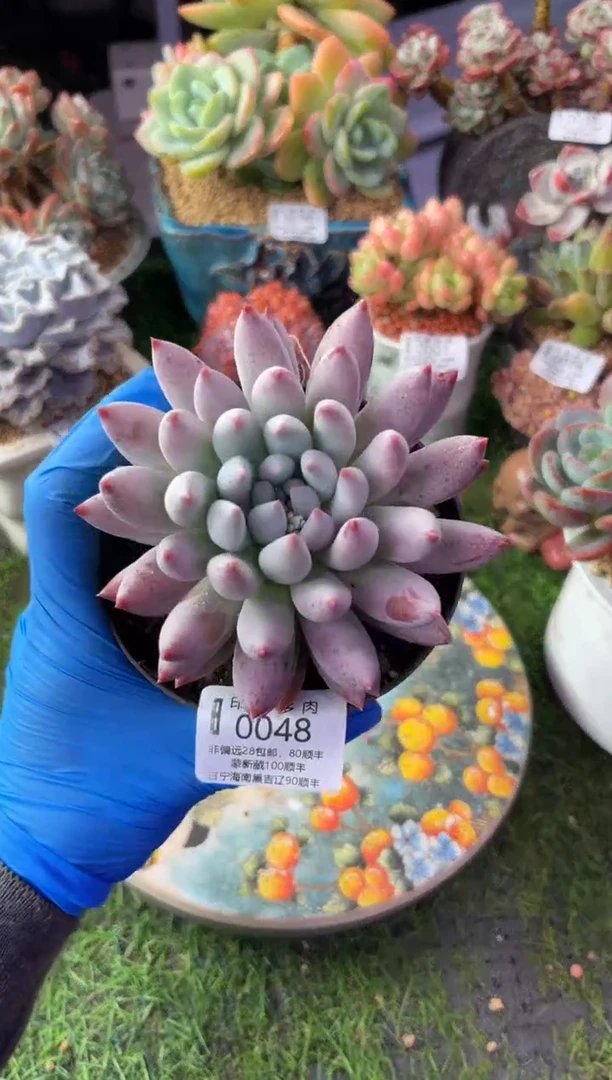昆明印象多肉0048