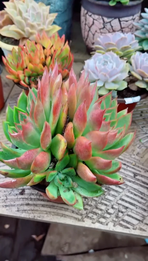 A****容27071多肉植物一物一拍