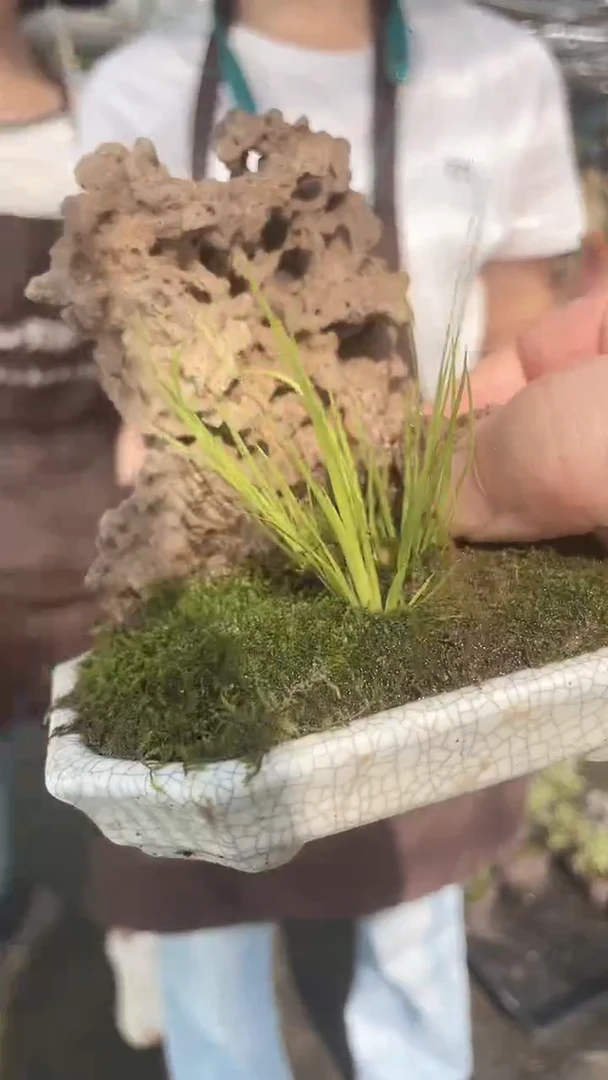 无花朵一分钱 冰裂纹 菖蒲