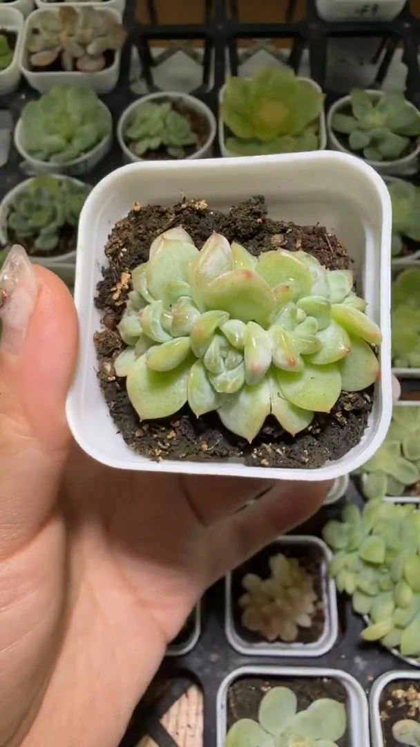 1275  T秃多肉植物
